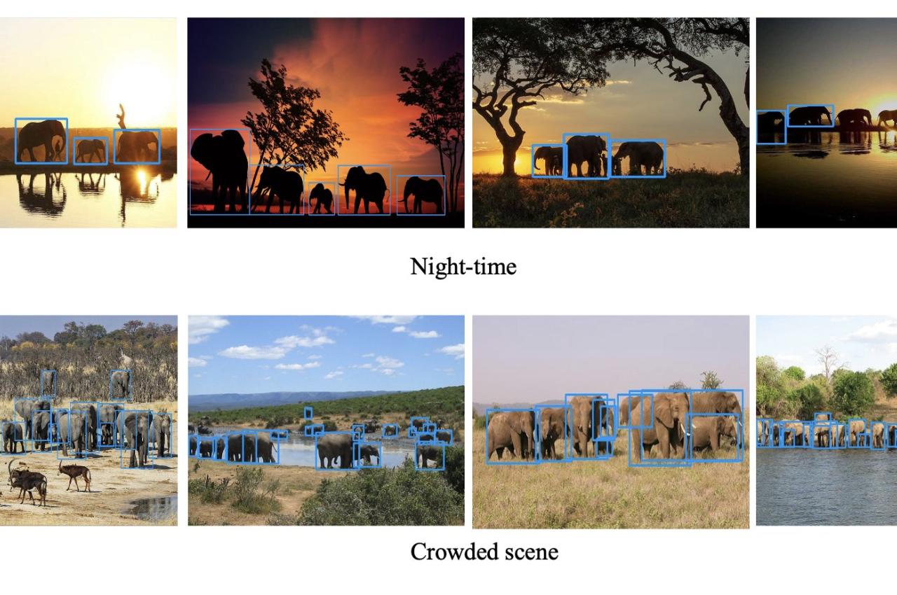 Eight photos of elephants in daylight and nighttime with blue lines around individual elephants. Using artificial intelligence and drones, Tufts engineers and conservationists are helping track and protect wild elephants in East Africa