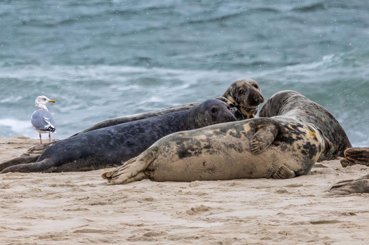 Seals and sea birds share a beach 